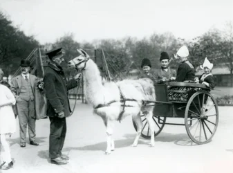 Armenische Besucher fahren in einem Lama-Karren im London Zoo, Mai 1923